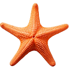 starfish