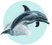 dolphin