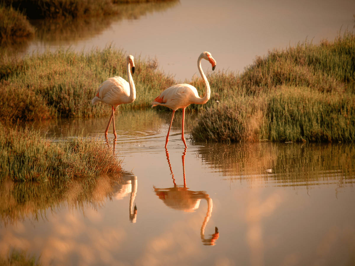 Wildlife Qatar
