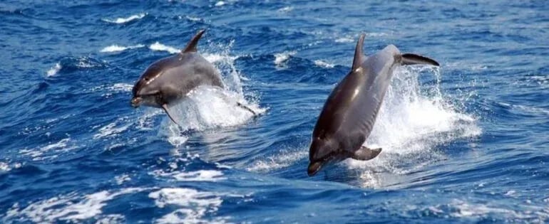 Best Dolphin Watching Tour in Oman | Discover Dolphins in Musandam