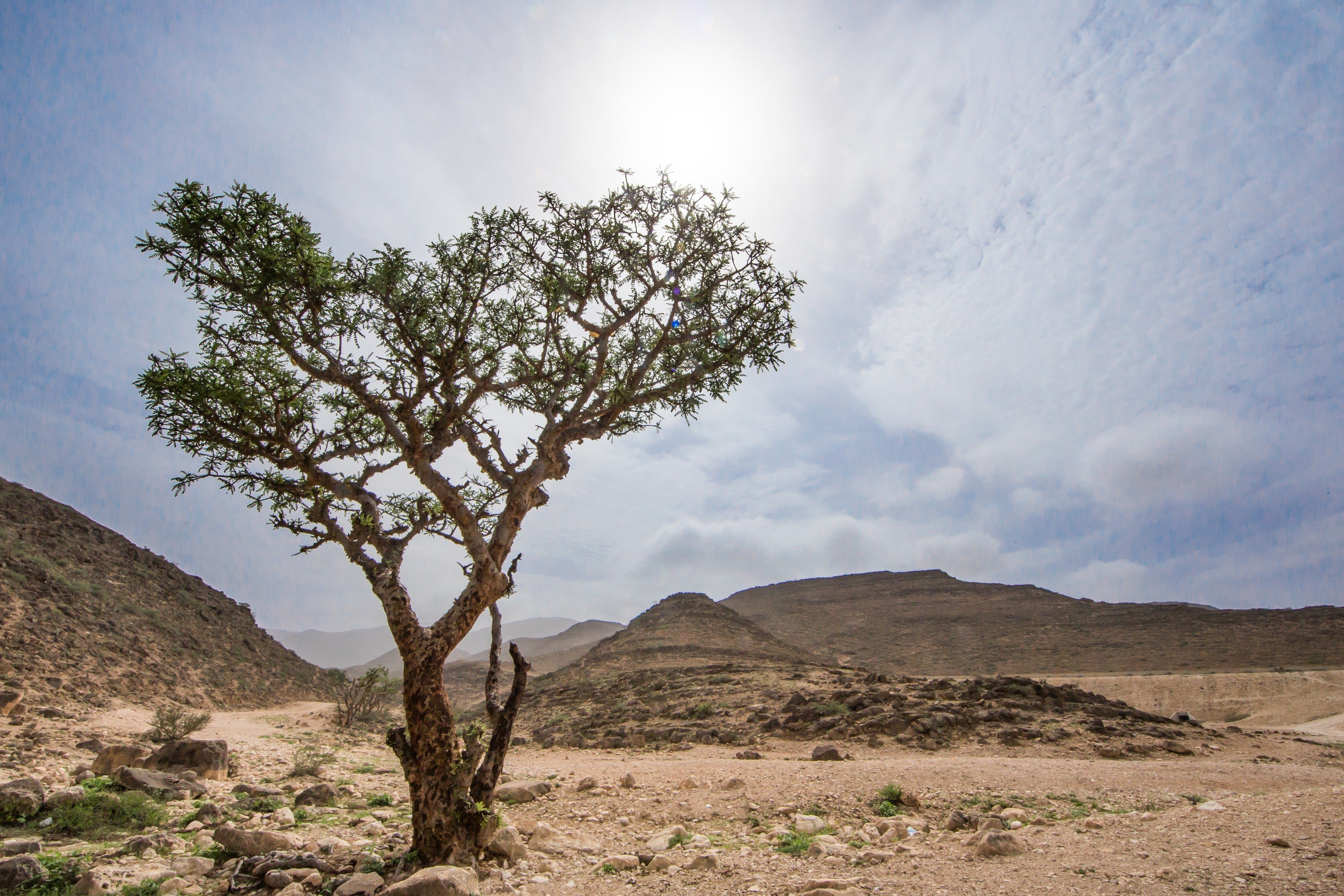 Ancient Caravans, Modern Adventure: Dhofar Opens Legendary "Frankincense Trails" for Hikers
