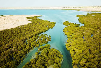 When Is High Tide at Purple Island? Your Mangrove Kayaking Tide Calendar