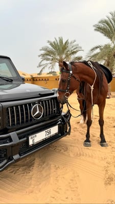 All Desert Safari Packages Compared: Side-by-Side Guide