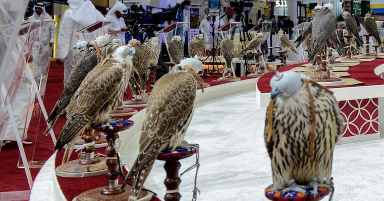 Falconry & Cultural Immersion Experiences