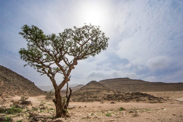 Ancient Caravans, Modern Adventure: Dhofar Opens Legendary "Frankincense Trails" for Hikers