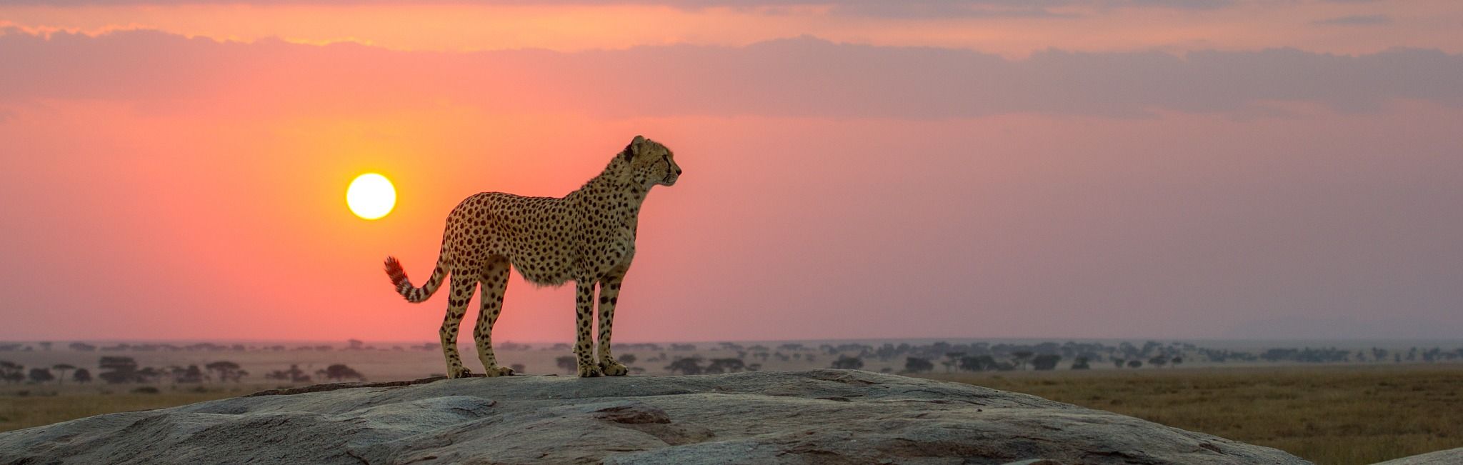 Discover Unforgettable African Adventures with All day in Africa