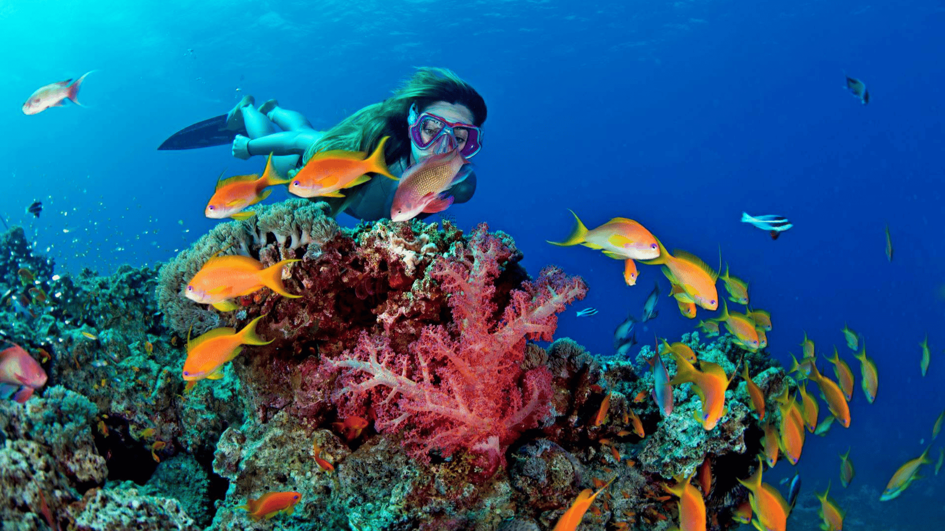 Bayada Island: Saudi Arabia’s Hidden Red Sea Paradise for Divers