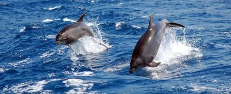 Best Dolphin Watching Tour in Oman | Discover Dolphins in Musandam
